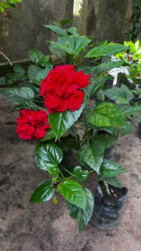 HIBISCO DOBRADO RED 