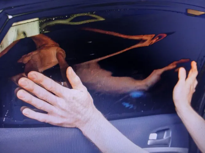 Aplicador de película automotiva