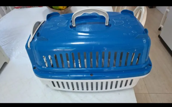 Casinha de gato