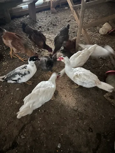 Patos