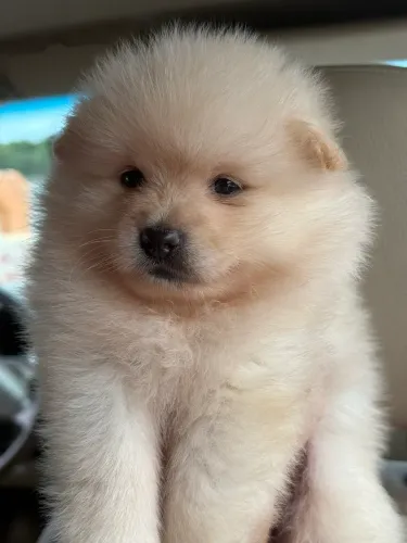 Spitz alemão 