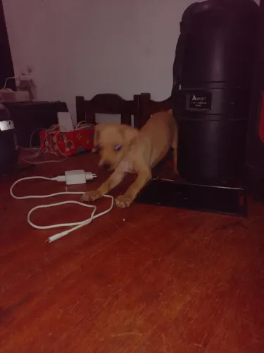 Pinscher 2