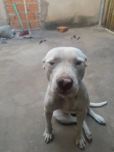 Pitbull monster