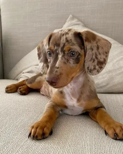 Teckel/Salsicha/Basset - Um Presente Especial para o Dia dos Namorados