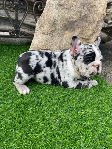 BULDOG FRANCÊS FÊMEA BLACK MERLE LINDAA