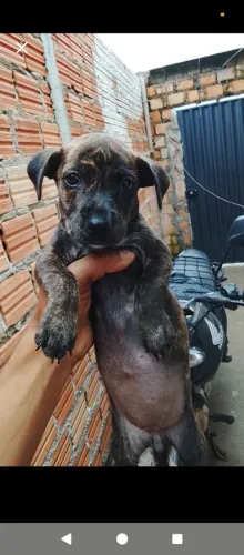 Pit Bull fêmea linda