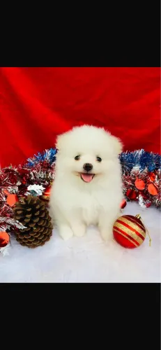 Lulu da pomeranea fêmea anã - loja fisica 