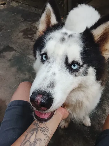 Siberiano