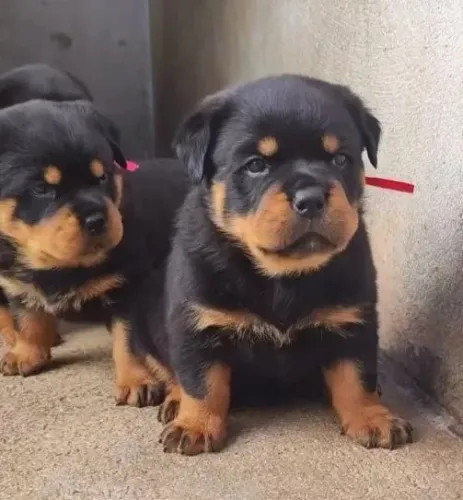 Rottweiler Filhotes Excelente Estrutura. 