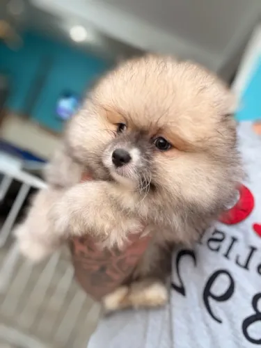 Spitz alemão