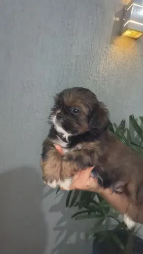 Vendo um lindo filhotinho de Shitzu macho 