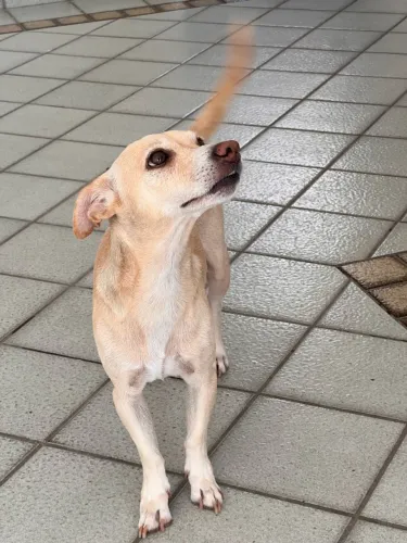 Cadela para doação