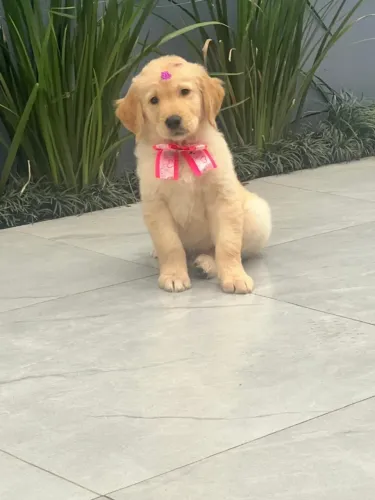 golden retriever porte grande