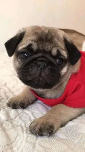 Pug Uma fofura pronta para viver novas aventuras