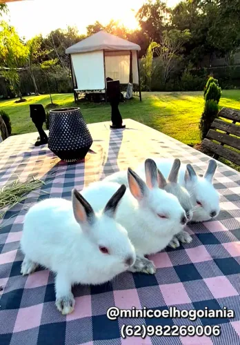 VENDO NETHERLAND DWARF ORIGINAL - FILHOTES LINDOS E MUITO PEQUENOS