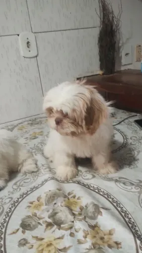 Cachorro 