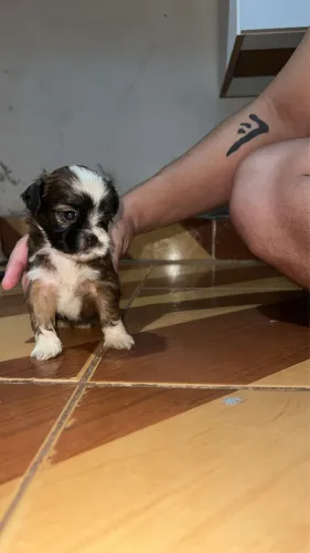 Shih Tzu 