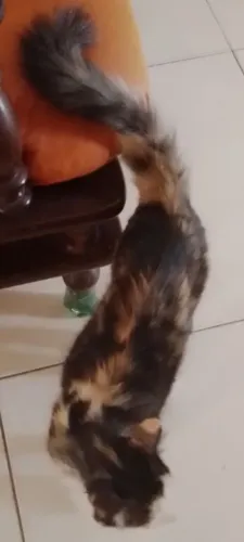 Vendo GATA tricolor ADULTA REPRODUTORA 