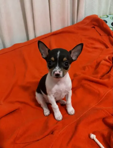 Pinscher macho
