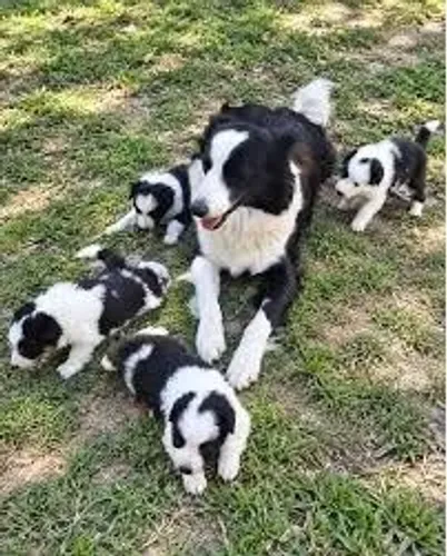 border collie Seu próximo parceiro de aventuras! Zap 9.975I.649I