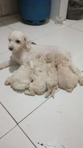 Vendo filhote de pooble número 1 valor 500 reais 