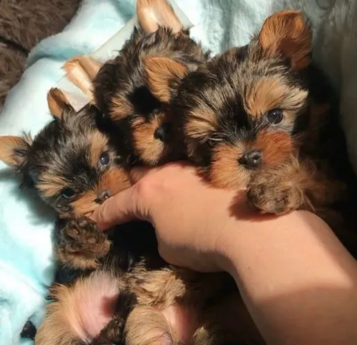 Yorkshire mini Filhotinhos carinha de gato e pelinho de seda