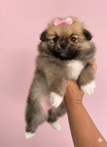 Lulu da Pomerânia 