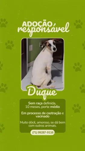 Doação Cachorro