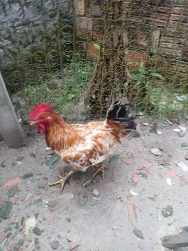 Galo caipirao pesadão 