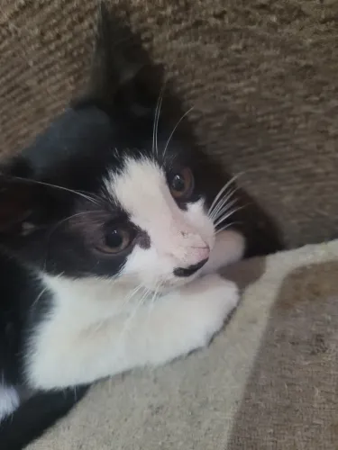 Gata filhote para adoção