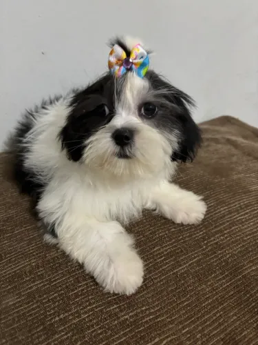 Lhaza apso fêmea