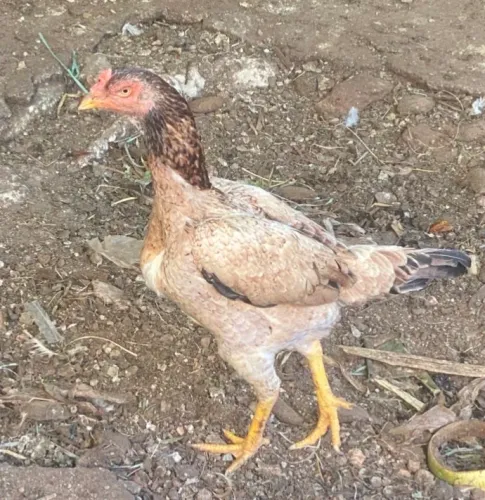 Vendo galinhas índias - raça pura