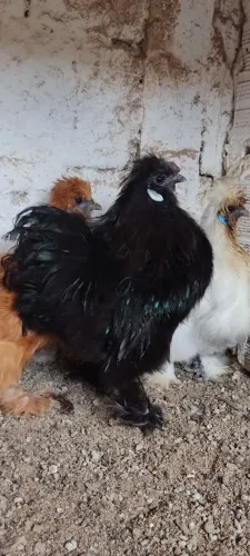 Pintinhos e ovos da raça sedosa do Japão 