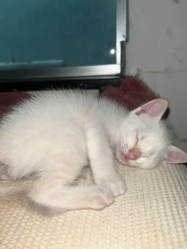 Gatos para adoção responsável 