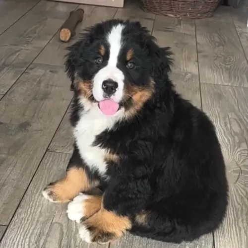 Filhotes de Bernese | Filhote que combina com carinho.