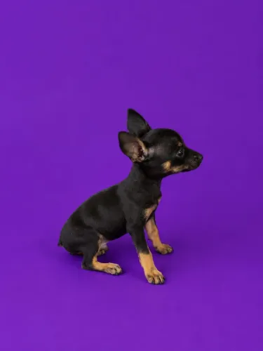 Pinscher mini 