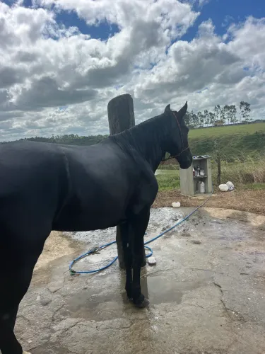 Manga larga machador