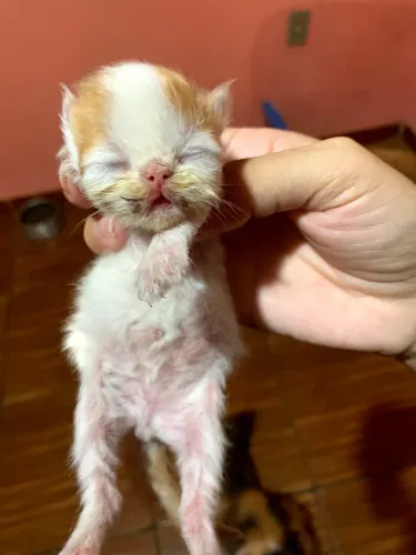 Gato persa
