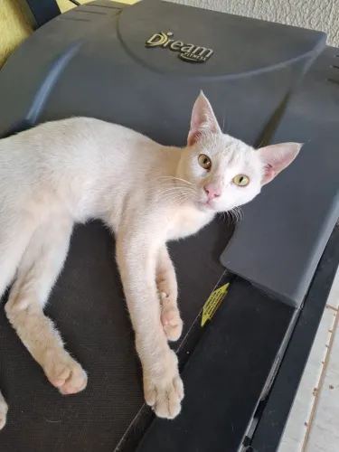 Gatinho dócil