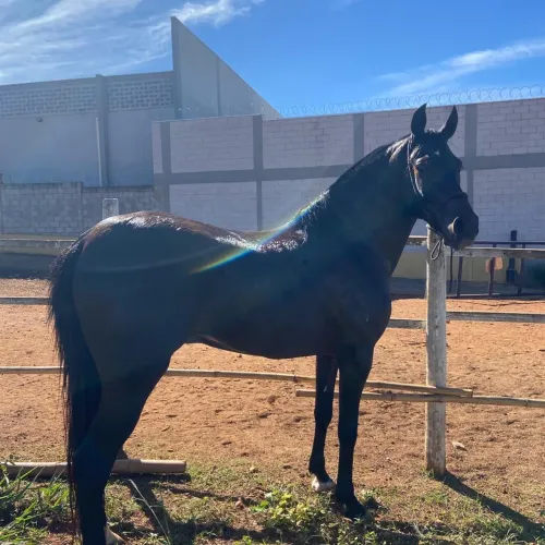 Cavalo manga larga 