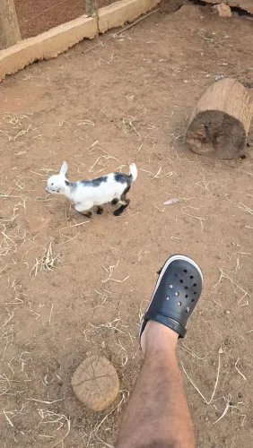 Mini cabra para ser seu pet