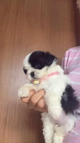 Vendo uma linda filhotinha de Shitzu fêmea 