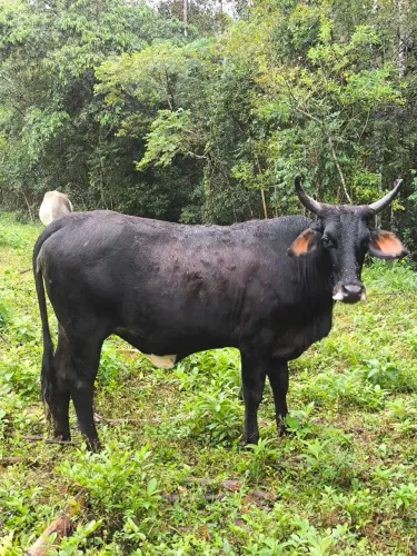 Vaca/novilha/boi