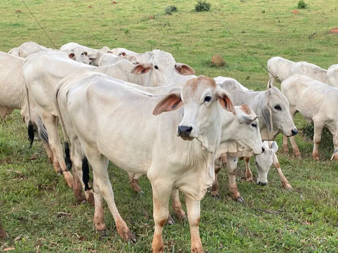 Bezerras e novilhas Neroli