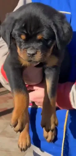 ROTTWEILER - FILHOTES DISPONÍVEIS