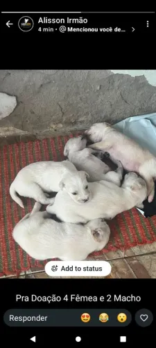 Adoção 