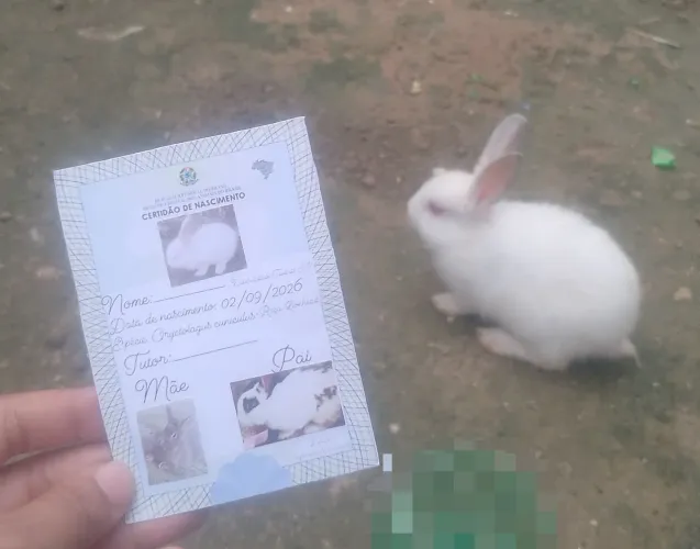 Coelhinhos 