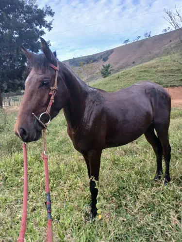 Cavalo