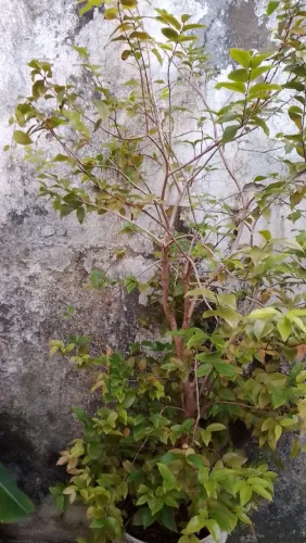 Plantas frutíferas