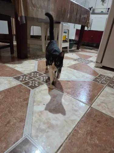 Gata de 9 meses pra adoção